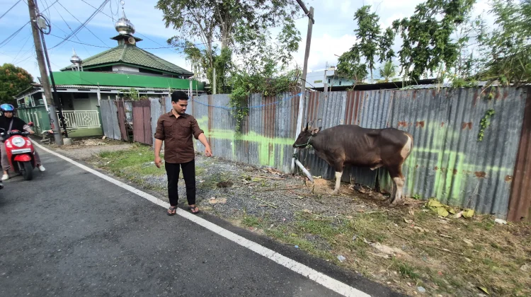 Diseruduk Sapi Kurban yang Lepas, Pria di Kampung Arab Banjarmasin Meninggal Dunia