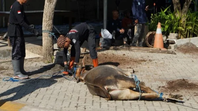Tiga Sapi Kurban Disembelih, Pemkab Banjar Tebar Kepedulian di Hari Raya