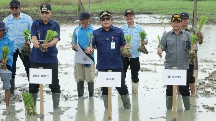Perkuat Ketahanan Pangan, Bupati HSU Tanam Padi Bersama Petani