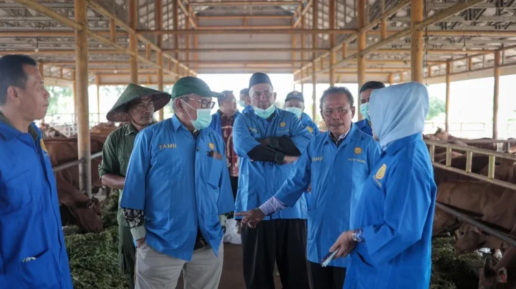 Komisi II DPRD Kalsel Dukung Ketahanan Pangan lewat Penguatan Peternakan
