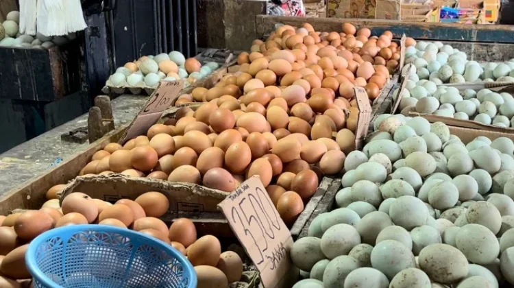Harga Telur Bergerak Turun, Angin Segar Bagi Pedagang