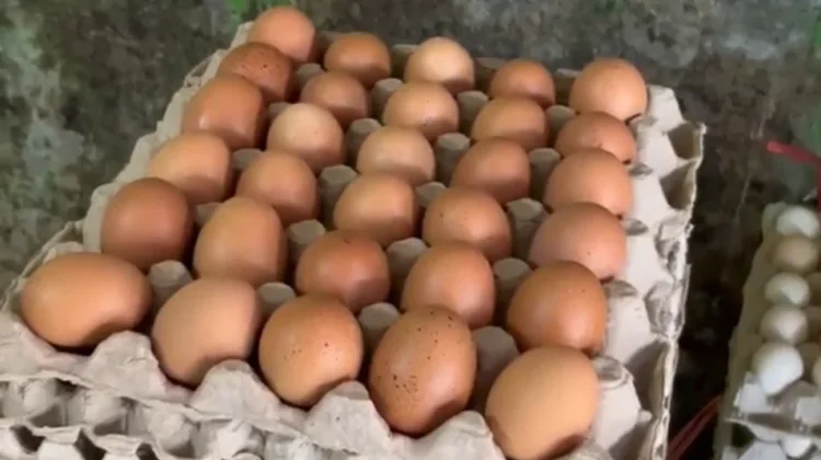 Sesuai Prediksi Pedagang, Harga Telur Ayam Kembali Turun