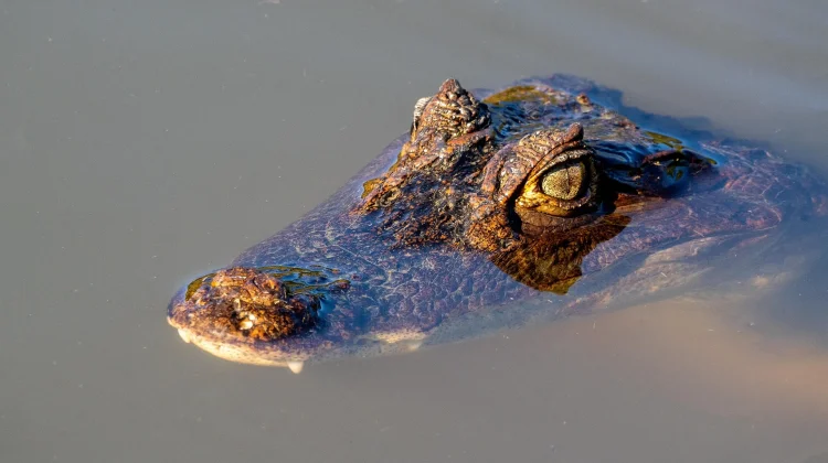 Buaya Diduga Terkam Remaja di Tanah Bumbu