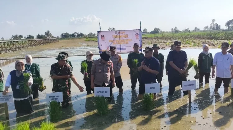 Optimalkan Lahan, Pemkab HSU Targetkan Peningkatan Produksi Padi