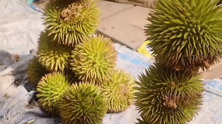 Karantungan Buah Unik Berbentuk Durian Asal Kalimantan