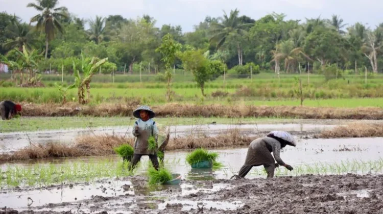 Hadapi Ancaman El Nino, Kalsel Percepat Tanam Padi