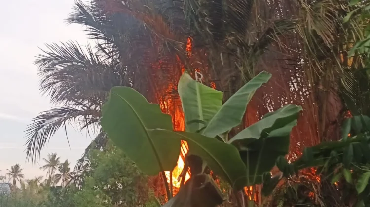 Kebakaran Lahan Marak di Banjarmasin, Warga Khawatirkan Api Dekat Permukiman