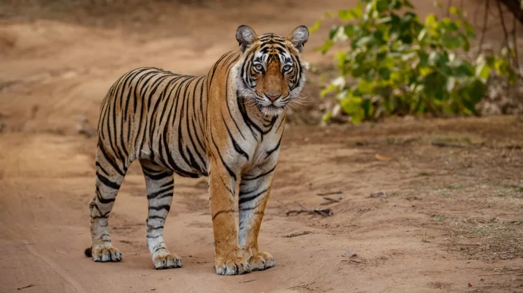 Hari Harimau Sedunia Ingatkan Pentingnya Menjaga Populasi Harimau