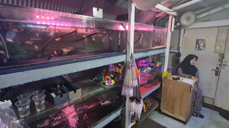 Pemadaman Listrik Resahkan Pedagang Ikan Hias Banjarmasin