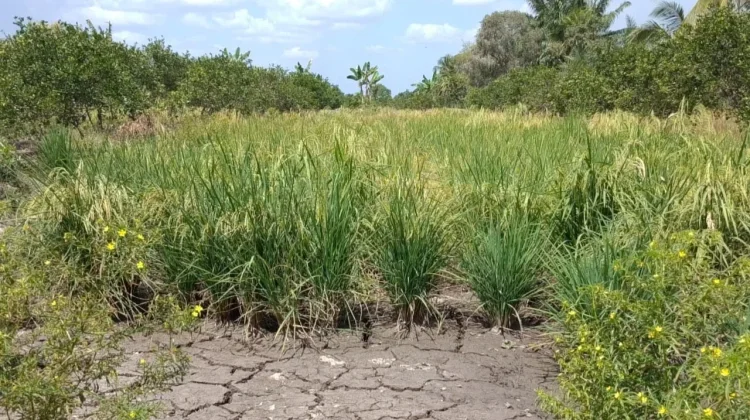 Kekeringan Landa Lahan Pertanian di Kalsel, Pompanisasi Jadi Mitigasi