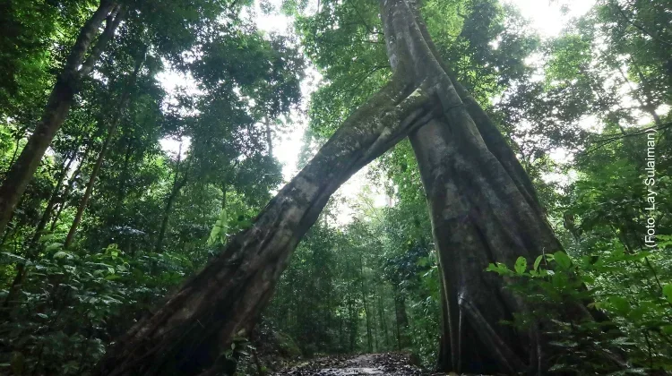 Hari Hutan Indonesia 2026 Usung Tema Pulihkan Hutan, Pulihkan Kehidupan