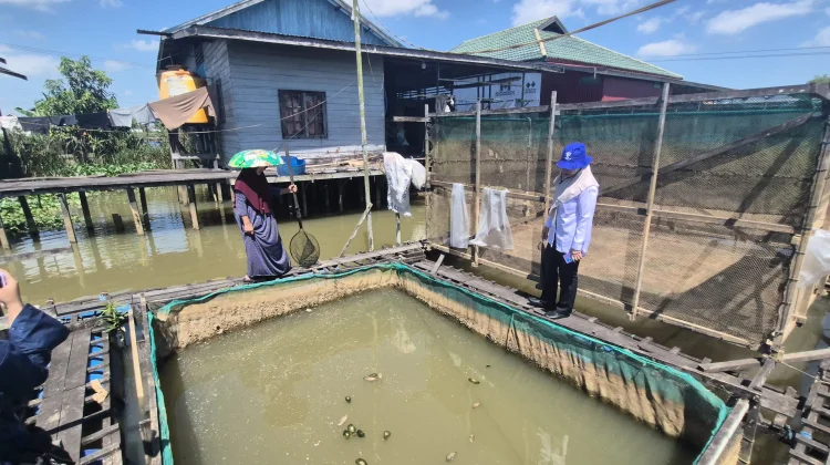 Kemarau Panjang Picu Kematian Ratusan Kilogram Ikan di Banjarmasin