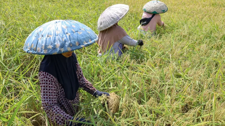 Kekeringan Mengancam, Kalsel Menjaga Asa Ketahanan Pangan