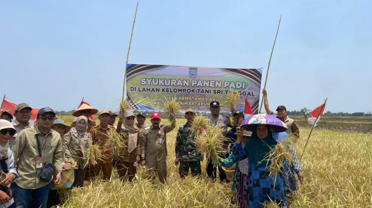 Kemarau Panjang Kelompok Tani Sri Tunggal Tetap Panen