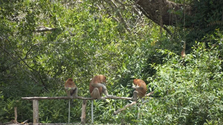 Kebakaran Hutan dan Lahan di Kalsel Picu Kematian Bekantan