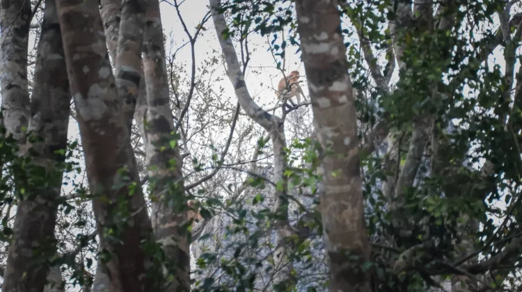 Batu Laki Jadi Habitat Bekantan