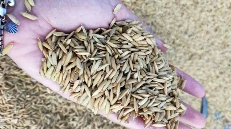 Benih Padi Lokal Siam Madu Murakata Siap Diuji di Lahan Papua