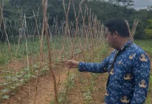 PMD Kalsel Kembangkan Kebun Tanaman Pangan di Lahan Kantor
