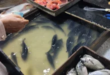 Awal Ramadan Harga Ikan Nila Mulai Merangkak Naik