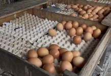 Harga Telur Ayam Masih Mengalami Kenaikan, Stok Persediaan Mulai Kosong