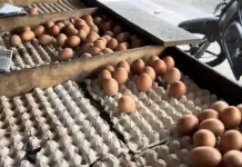 Harga Telur Naik Signifikan Dibarengi Stok yang Terbatas, Para Pedagang Mengeluh