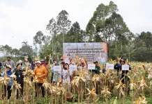 Kalsel Panen Perdana Jagung Hibrida Bukit Merangkul
