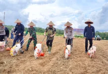 Dukung Swasembada Pangan, Balangan Siapkan 64 Hektare Lahan Tanam Jagung