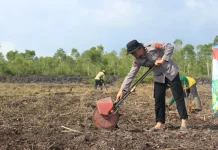 Kuartal I 2026 Polresta Banjarmasin Kembali Tanam Jagung di Rawa