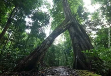 Hari Hutan Sedunia 2026 Ingatkan Ancaman Deforestasi