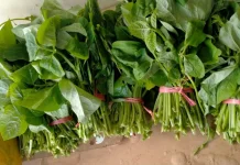 Daun Lembayung, Sayuran Tradisional Masih Diminati