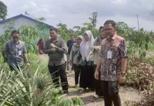 Direktur Hilirisasi Hortikultura Monitoring Bantuan dan Capaian LTT Padi Batola