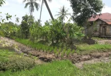 Kemarau Datang Lebih Awal, Petani Sungai Gampa Optimis Hasil Padi Tetap Baik