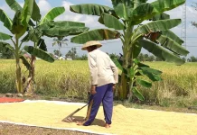 Stok Menipis, Harga Benih Padi di Sungai Gampa Tembus Rp125 Ribu