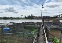 Antisipasi Kerusakan, Pembudi Daya Ikan Diminta Waspadai Pampangan