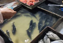 Efek Lebaran, Harga Sejumlah Ikan Air Tawar di Banjarmasin Belum Normal