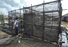 Hadapi Kemarau, Pembudi Daya Ikan Waspadai Perubahan Kualitas Air Sungai