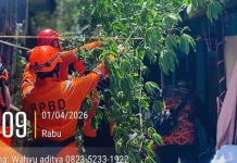 Pohon Tumbang di Landasan Ulin Selatan Berhasil Dievakuasi