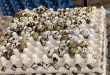 Telur Puyuh Jadi Incaran, Terkini Harga Turun