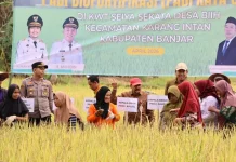 Pemprov Kalsel Syukuran Panen Padi Biofortifikasi di Karang Intan