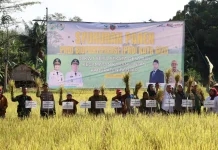 Distan Banjar Hadiri Syukuran Panen Padi Biofortifikasi di Desa Biih.