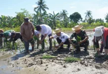 Ancaman El Nino Godzilla Lahan Pertanian Banjarmasin, Siapkah Pemko?