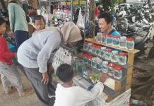 Ikan Cupang Dengan Beraneka Ragam Warna