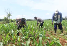 Polsek Jajaran Polresta Banjarmasin  Tanam Jagung di Tanah Laut