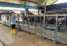 BBM Naik, Hewan Kurban Ikut “Lesu”, Permintaan di Banjarmasin Diprediksi Anjlok!