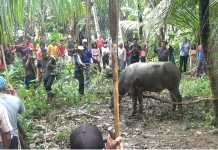 Aruh Mambatur, Tradisi Leluhur Dayak di Balangan Tetap Lestari