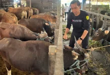 Sapi dari NTT Mulai Masuk Banjarmasin, Harga Kurban Naik jelang Iduladha