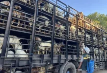 Menjelang Iduladha Karantina Periksa Ketat 6 ribu Sapi yang Masuk Kalsel