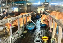 Disbunnak Kalsel Imbau Penjual Hewan Kurban Jaga Kesehatan Ternak