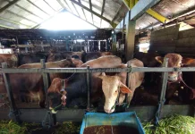 Pemerintah Pastikan Stok Hewan Kurban di Kalsel Aman dan Mencukupi