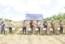 Polda Kalsel Panen 4 Ton Jagung di Tanah Laut